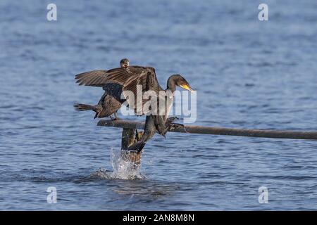 Wild UK cormorans (Phalacrocorax carbo) isolés à l'extérieur dans le soleil d'été, les zones humides de la réserve. Vol de cormorans hors de l'eau plongée. Amazing UK d'oiseaux. Banque D'Images
