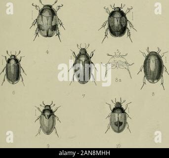 Les Coléoptères du islandsA britannique compte descriptif des familles, genres et espèces autochtones de la Grande-Bretagne et d'Irlande, avec des notes à des localités, des habitats, etc . Banque D'Images