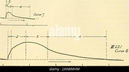 Le Journal of Experimental Zoology . Fig. 10 section longitudinale du test, en passant par son siphon oral. kymographic fiche est examiné (fig. 8). Le kink in thevery première partie de la courbe indique un siphon fermeture rim. Il sera considéré que le mouvement du siphon précède le vigorousactivity du corps dans son ensemble. La courbe faite par la torsion du corps (fig. 11, courbe 6) ressemblent à toutes les fonctions qu'une faite par le siphonrim la contraction (curve 7). Il peut être divisé en quatre phases, les durées sont relativement les mêmes que dans le activityof le siphon. Le premier p Banque D'Images