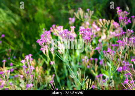 Lychnis Viscaria vulgaris (également connu sous le nom de Silene viscaria, sticky scouler ou clammy campion) gros plan des fleurs Banque D'Images