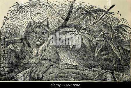 Bibliothèque des enfants . Le chat angora, du poisson et de les capturer dans les bas-fonds par strikingthem hors de l'eau avec un coup de patte. Le puma vit dans l'ensemble de l'Amérique, et est beaucoup heldin dread par les autochtones. Sa couleur est d'un gris uniforme,en blanc sur les parties inférieures de son corps. Il livesmuch sur les arbres, et se trouve habituellement le long des branches. Nous parlons toujours de cet animal comme le Panther, ou un peintre, comme il est plus communément prononcée ; quelque 28 WOODS à long terme d'histoire naturelle, il le cougar un mot à partir de l'originalelongated imprononçable nom Mexicain, Gou-azouara. L'Ocelot Banque D'Images