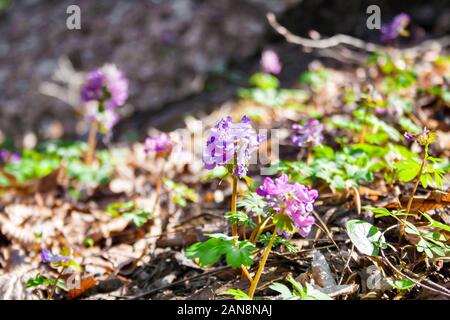 L'fumewort (Corydalis solida) gros plan des fleurs sous le soleil de printemps Banque D'Images