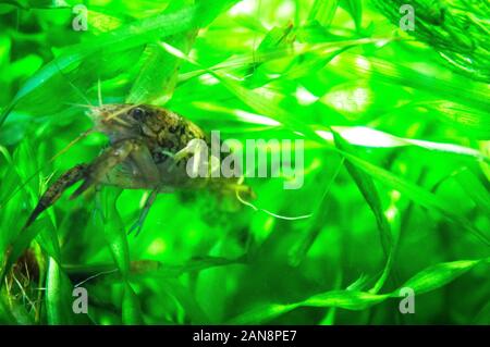 Les écrevisses marbrées, fourbe, l'écrevisse Procambarus virginalis (Procambarus fallax f. virginalis), aquarium, en République tchèque, le 22 mai 2013. (CTK Photo/Li Banque D'Images