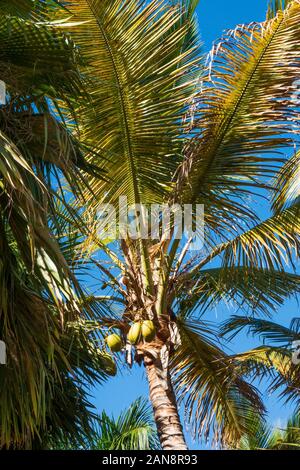 La plupart des plages de palmiers cultivés dans le monde - Cocos nucifera, Banque D'Images