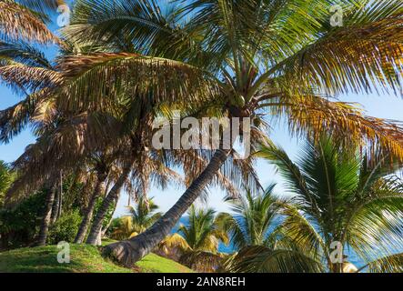 La plupart des plages de palmiers cultivés dans le monde - Cocos nucifera, Banque D'Images