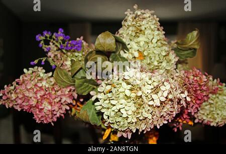 Bouquet d'hortensias à sec dans un vase Banque D'Images