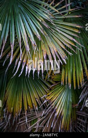 La mort et la décomposition des feuilles de palmier background Banque D'Images