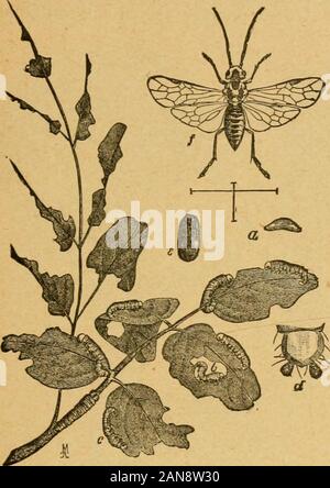 Une première introduction à l'étude de l'entomologyTogether avec un chapitre sur les mesures correctives, ou des méthodes qui peuvent être utilisées dans la lutte contre les insectes nuisibles ; les ennemis du pommier et son fruit, et l'insecte ennemis de petits grains . Fio. 181).-l'Larse Willow vu volée (Cimbex americana) : a, feuilles de saule montrant egK-ampoules de ci-dessus et ci-dessous ; b, twiff showinj ? Girdliugs ; c, l'oeuf ; d, larve nouvellement éclos;e, e, pleine croissance larvie ; ; ; g / Cocoon Cocoon, coupés, avec chrysalide ; b, pupe, vue de côté ; ; ; voler,Mâle, J'ai vu de femme indépendante, vue de côté ; k, pointe de faire. ; c, d, j, k, agrandie, l'restnatu Banque D'Images