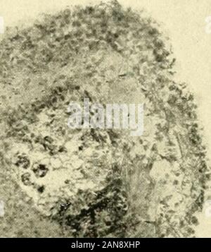 Le Journal of Experimental Zoology . Fig. 10 Un appareil photo d'un dessin d'une section frontale dont la photomicrographie isgiven dans la figure 11, montrant la position du système nerveux. 10 6. Ensemble de animalreconstructed à partir de sections en série et par rapport à l'encombrement de la pièce tout en vivant.Nouveau tissu à gauche de ligne brisée. L'une des caractéristiques frappantes de ces piecesis triangulaire l'état du système nerveux. Sections d'sixsuch frontale pièces, après la régénération de l'un ou les deux yeux, a montré que deux nouveaux cordons nerveux sont jointes aux extrémités (andposterior antérieure) du reste de l'ancien cordon nerveux (f Banque D'Images