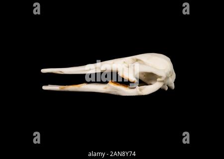 crâne d'un platypus de canard à bec - ornithorhynchus anatius vu du côté droit sur fond noir Banque D'Images