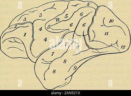 Principes du charpentier de la physiologie humaine . Cerveau de chimpanzé (troglodytes). Côté gauche. Ils sont capables d'être merveilleusement amélioré par la pratique, lors de circonstances tout à fait appel à leur exercice. Ceci semble particulièrement le cas de la Fig. 11.. Cerveau de Mandrill babouin (Cynocephalus). côté gauche. Le sens tactile, dont l'homme peut utiliser davantage que tout autre animal, en conséquence de l'entière liberté de ses extrémités antérieure ; althoughthere sont nombreux qui le surpasser en leur pouvoir d'apprécier des impressions tactiles. certainclasses-donc, encore une fois, Mans nervo-isinferi puissance musculaire Banque D'Images