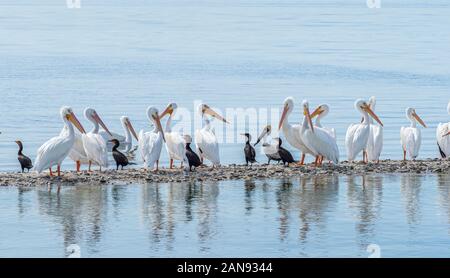 Pélicans blancs sur la barre d'où Gasparilla Sound sur la côte du golfe du Mexique du sud-ouest de la Floride Banque D'Images