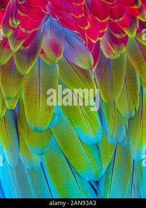 Gros plan de l'bleu jaune et rouge les plumes de perroquet ara tropical Banque D'Images