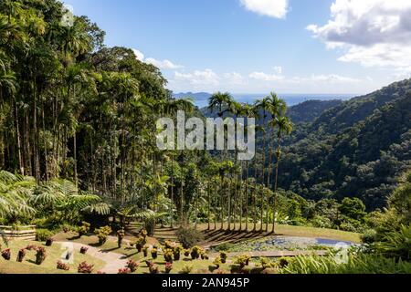 Fort de France, Martinique, Antilles françaises - Royal Palm arbres dans les jardins de Balata Banque D'Images