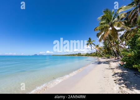 Sainte-Anne, Martinique, Antilles françaises - Leaning cocotiers à Anse Michel beach. Rocher du Diamant (Le Diamant) à l'arrière Banque D'Images