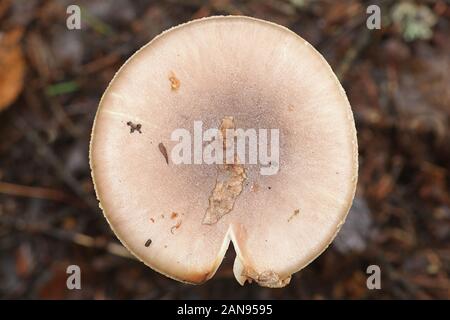 L'Amanita porphyrie, connu comme voilé gris amanita, champignons sauvages de Finlande Banque D'Images