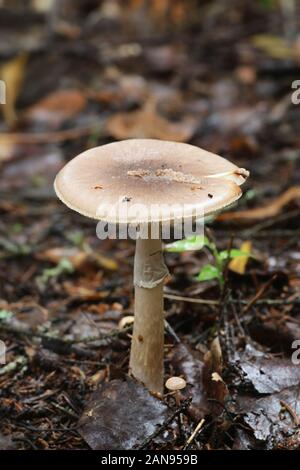 L'Amanita porphyrie, connu comme voilé gris amanita, champignons sauvages de Finlande Banque D'Images