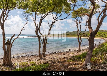 Sainte-Anne, Martinique, Antilles françaises - Cap Ferré et plage de Grande Anse Banque D'Images