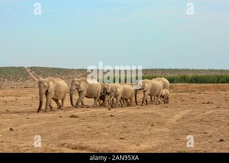 Troupeau d'éléphants africains dans une rangée dans Addo Elephant Park, Afrique du Sud Banque D'Images