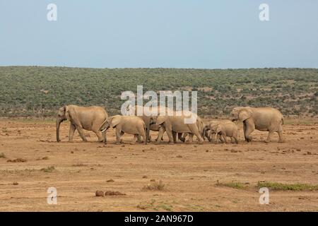 Troupeau d'éléphants africains dans une rangée dans Addo Elephant Park, Afrique du Sud Banque D'Images