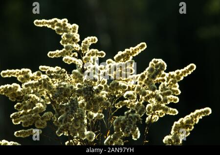 Et blanc graine sèche chefs de fleurs douces en hiver en rétro-éclairage Banque D'Images