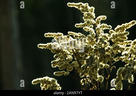 Et blanc graine sèche chefs de fleurs douces en hiver en rétro-éclairage Banque D'Images