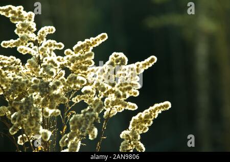 Et blanc graine sèche chefs de fleurs douces en hiver en rétro-éclairage Banque D'Images