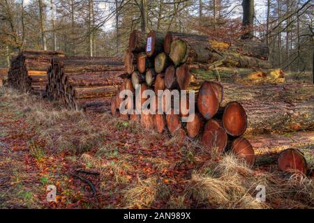 Récolte en foresterie : tas de troncs d'arbre le long d'un chemin dans la forêt Banque D'Images