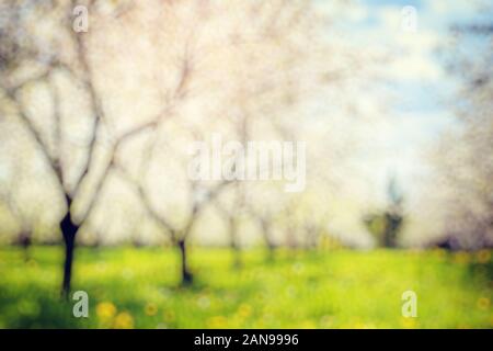 Verger de pommiers en fleurs au printemps et de ciel bleu. Retro filtré. Beauty World. Arrière-plan flou naturel. Effet de lumière douce. Banque D'Images