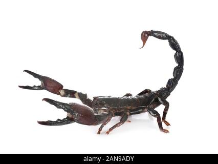 Heterometrus spinifer in front of white background Banque D'Images