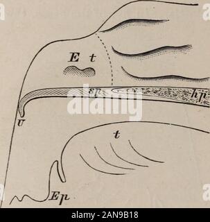 Revue médicale de Chicago et de l'examinateur . arfois accroché vers le bas sur la base de la langue, et de l'épiglotte fréquemment touchées. Theuvula est toujours contracté ; la preuve de cette conditionwas l'augmentation de la hauteur de la proéminence azygos, formé par l'azygos uvulae sous contrat (Fig. 2, Az-Pr). Au cours de la loi de la déglutition, le palais mou est pushedbackward par le bolus alimentaire jusqu'à la paroi postérieure de 240 CHICAGO MEDICAL JOURNAL ET DE L'examinateur. le pharynx a été atteint ; la motion est poursuivi dans un quartier jusqu'à l'extrados de la voile a été highenough à couvrir et fermer les deux Banque D'Images