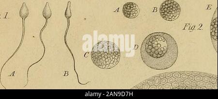 Principes du charpentier de la physiologie humaine . Fig. 5.. Fw.P.  : .-.-. : ? ; ;.  ? • ; Mil FialO. /.///// ( D Banque D'Images