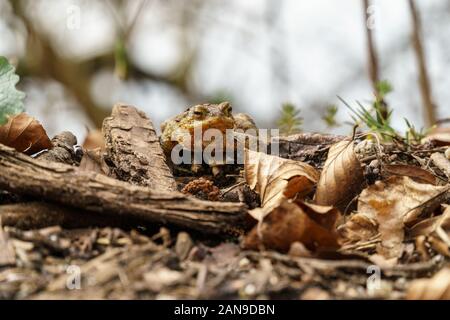 Crapaud commun (Toad) se cacher entre les feuilles et brindilles brun pendant la saison de migration des crapauds annuel en Allemagne en mars et juin-août. Banque D'Images