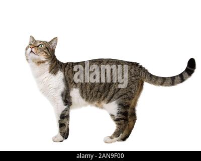 Voir Le Profil De Cote Curieux Chat Raye La Marche Et A L Ecoute Le Isolated On White Wall Background With Copy Space Photo Stock Alamy