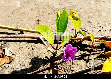 Beach morning glory nom Latin Ipomoea pes-caprae sur une plage à St Kitts Banque D'Images