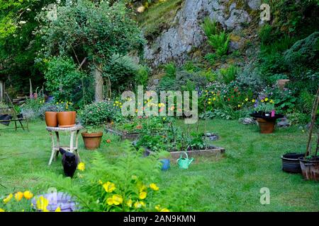 Chat noir, lits élevés et pots de terre cuite dans le jardin de campagne cultivant des fleurs et légumes gallois de mai Carmarthenshire Pays de Galles Royaume-Uni KATHY DEWITT Banque D'Images