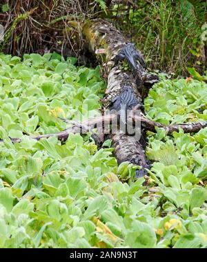 2 jeunes alligators américains ; couché sur log, feuilles de laitue, Alligator mississippiensis, rayures, animal ; la nature ; le repos ; la faune ; équipage Rookery, Naples Banque D'Images