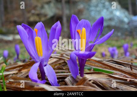 Deux printemps sauvage saffrons avec pétales endommagés bien visible avec un pilon, vue en gros Banque D'Images