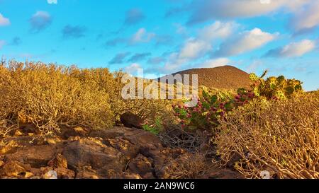 Avec des plantes du désert dans le sud de Tenerife Island au coucher du soleil, secteur de l'agriculture - Paysage Banque D'Images