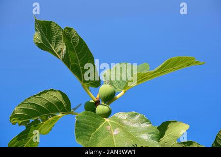 Green, près de figues mûres sur une branche avec de grosses feuilles contre clair, ciel bleu Banque D'Images