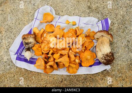 Certains ingrédients pour un ragoût, prêt pour le nettoyage et la cuisson, les champignons sauvages fraîchement récolté, girolles et cèpes, l'ail sur propre sur Banque D'Images