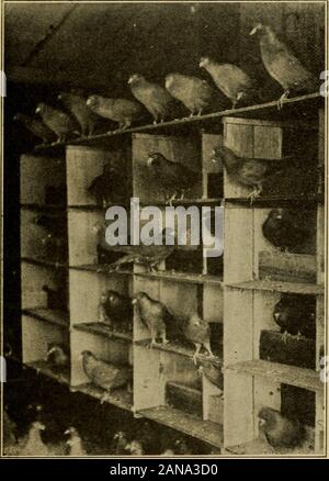 American culture assise ; un travail concret sur la culture assise couvrant toutes les phases de l'éducation, le logement et la commercialisation de pigeonneau . autour, laymgagain chaque fois que leurs jeunes sont environ deux halfweeks-vieux. Les pigeons nourrissent leurs petits en premier et le grain de l'alimentation en eau potable, puis ils volent au nid et par un pompage ou belchingmotion l'alimentation est transférée à la culture des jeunes. Jusqu'à ce qu'un pigeonneau est vieilles de plusieurs jours, il est trop jeune pour swallowregular la nourriture, de sorte que le vieil oiseaux nourrir lait de pigeon, un peculiarmixture qui s'accumule dans les cultures de l'ancienne afterthey les oiseaux ont mis sur les oeufs 16 d Banque D'Images