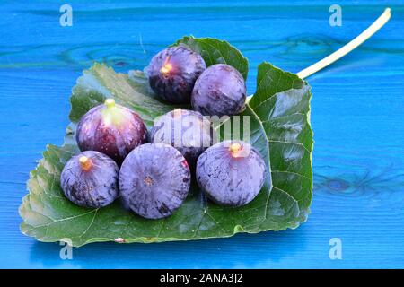 7 figues bleu sur grande feuille de mûrier sur fond de bois bleu jaunes Banque D'Images