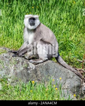 Mâle Southern Plains Grey Langur Semnopithecus dusumieri dans les montagnes de la vallée de Pindar - Uttarakhand Himalaya Inde Banque D'Images