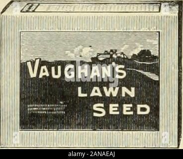 Les prix de gros pour l'échange 1904 : graines de fleurs et légumes bulbes plantes volaille outils, etc . J-c/inwcrslis I.ohata.C'est l'alpiniste dans quickestgrowing ourIst. Il thirtyfeet va croître en une saison. Il isthickly withpretty fragrantflowers en pointillés, blanc, suivi par anabundance de ornamen-tal et figuiers de gousses pour une trtllisor pil-lar aucune vigne annuel plus chaste, et il willquickly treeor couverture un vieux bâtiment une vilaine.. CHICAfiOPARKS. SEMENCES DE PELOUSE LEHINCH LODGE Ilie est meilleur marché en semences de pelouse c'est préparé avec soin et bestseeds thegreatest contient seulement. Il s'agit d'un bon sel Banque D'Images