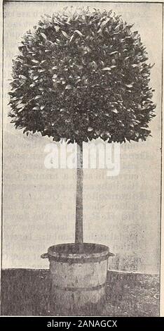 Dreer's quarterly Liste des prix de gros : des outils, des engrais, des insecticides, des articles divers, etc . En forme pyramidale Bay.. Norme ou baie en forme de l'arbre. HENHY A. DREER, 714 Chestnut Street, Philadelphie, PA... DAHLIAS. Banque D'Images