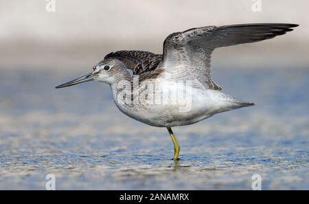 Bergeronnette des posant dans l'eau bleu avec des ailes étirés Banque D'Images