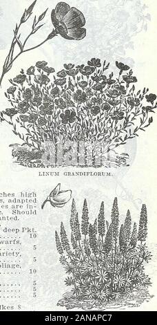 Ferme et jardin de printemps annuel, 1906 . LOBELIA Crystal Palace. LOPHOSPERJIUJI. LOBELIA. Plante à croissance nain de 4 à 6 pouces de higliwith bleu, blanc, rose, pourpre et fleurs est dépouillé ribboned . adaptedfor les frontières. Les variétés sont en-précieux pour les paniers suspendus, des vases, etc. doit être commencé en chaleur et ensuite transplantés. Variétés compactes naines.Crystal Palace Compacta-une belle variété bleue profonde Pkt.. y2 foot 10 Pumila magnifie-Le plus beau de tous les nains, bleu très foncé.  % 5 Speeiosa pied gem-blanc pur une nouvelle variété blanche, fine pour la litière. V2 5 pieds Erinus Compacta Goldelse-Jaune fo Banque D'Images