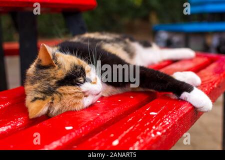 Les chats errants de Malte - chat calico dormir sur le banc rouge Banque D'Images