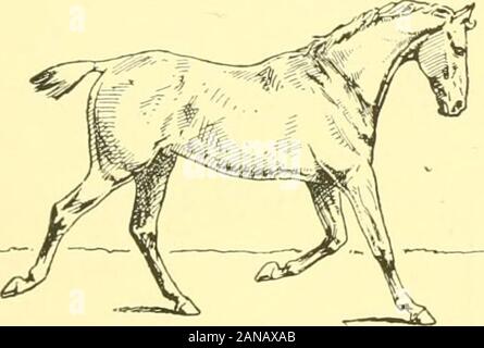 Les points du cheval : un traité sur la conformation du cheval . Fig. 40.-Fin de LeftDiagonal.. Fig. 41.-début d'RightDiagonal. Banque D'Images